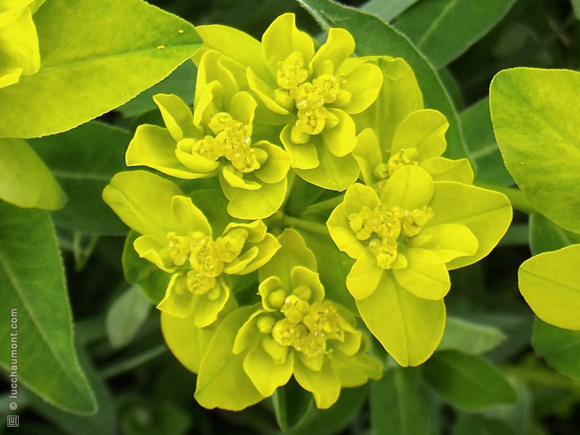 Euphorbe réveil matin