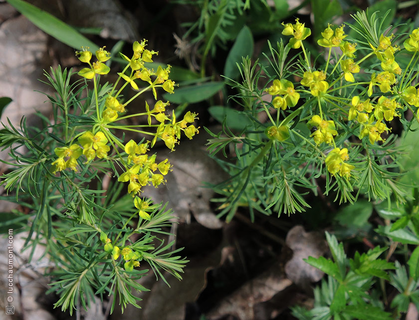 Euphorbe petit-cyprès