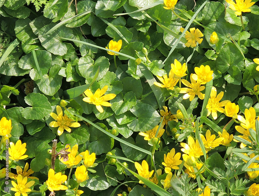 Ficaire ou Fausse-renoncule