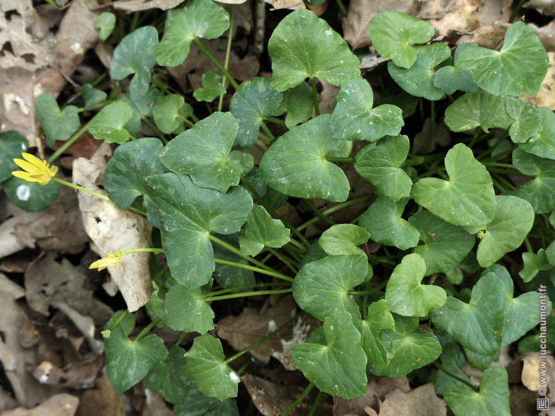 Ficaire ou Fausse-renoncule