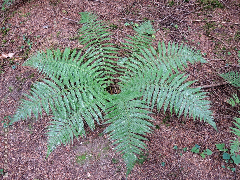 Fougère