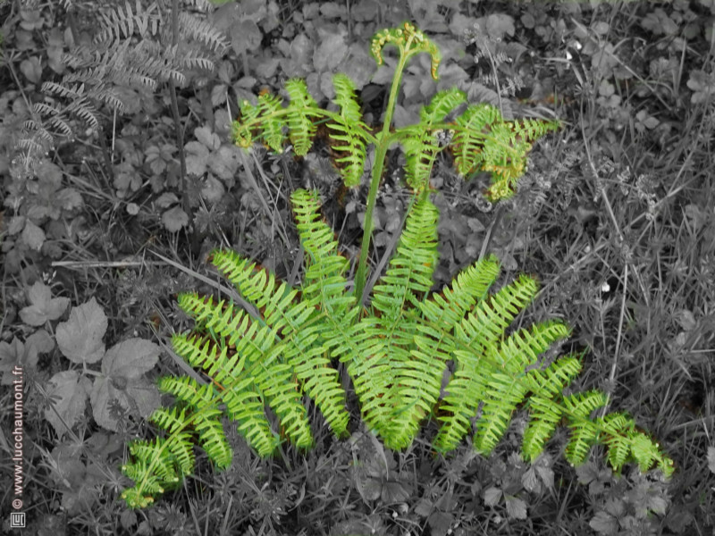 Fougère-aigle