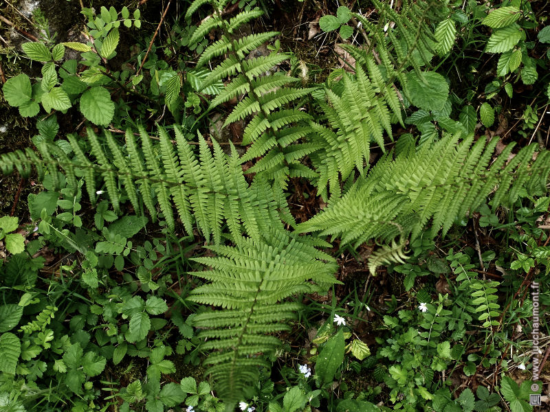 Fougère mâle