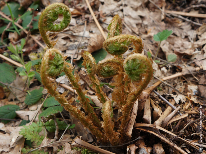 Fougère mâle