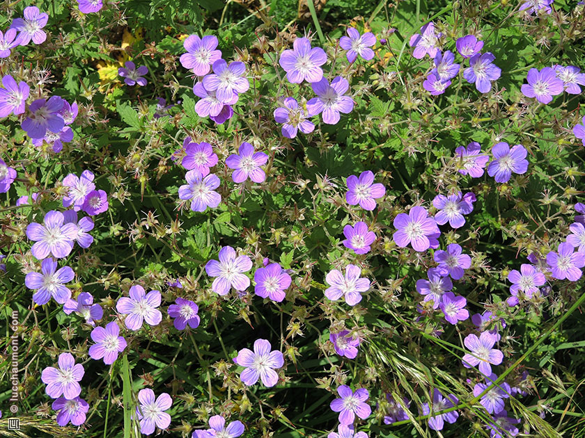 Géranium des bois