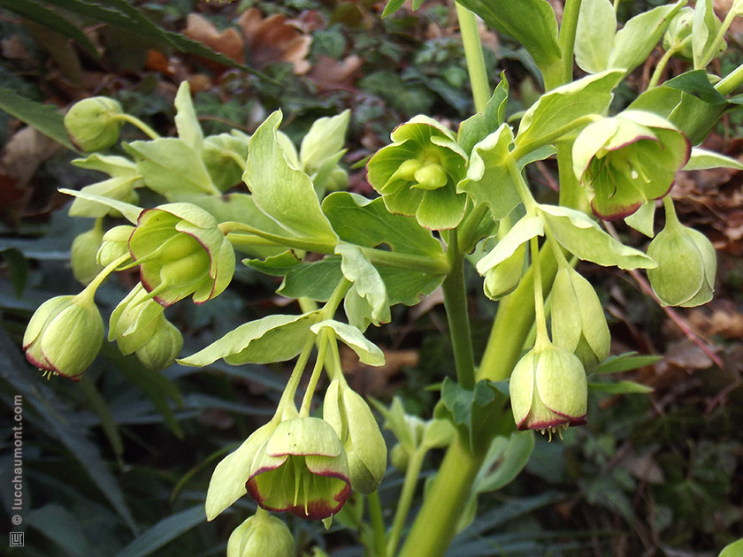 Hellébore, ou Rose de Noël