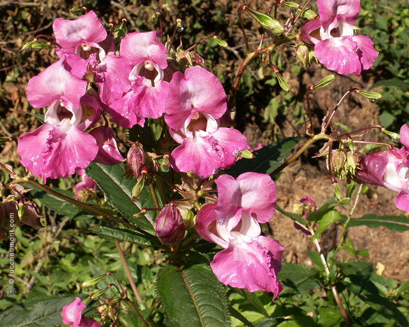 Impatiente glanduleuse