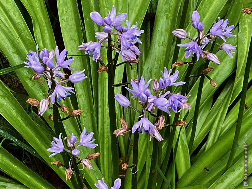 Jacinthe des Pyrénées