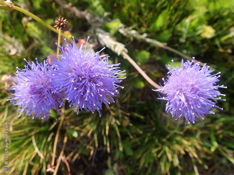 Jasione des montagnes