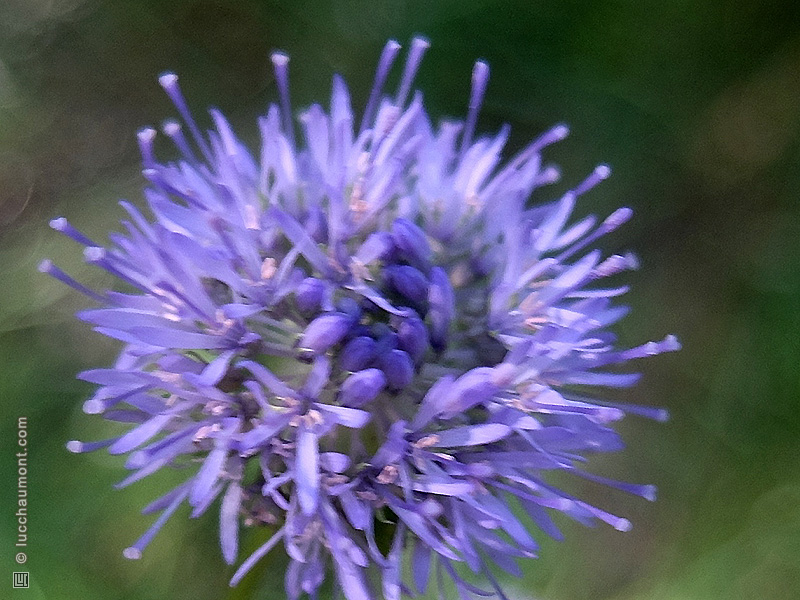 Jasione des montagnes