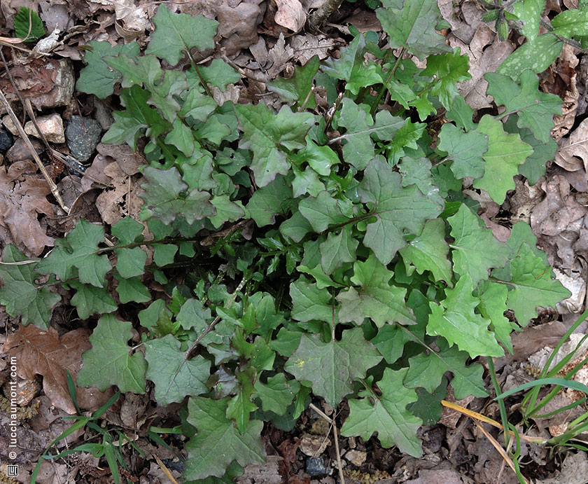 Laitue des murailles