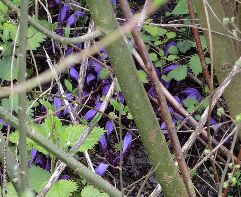 Lathrée clandestine