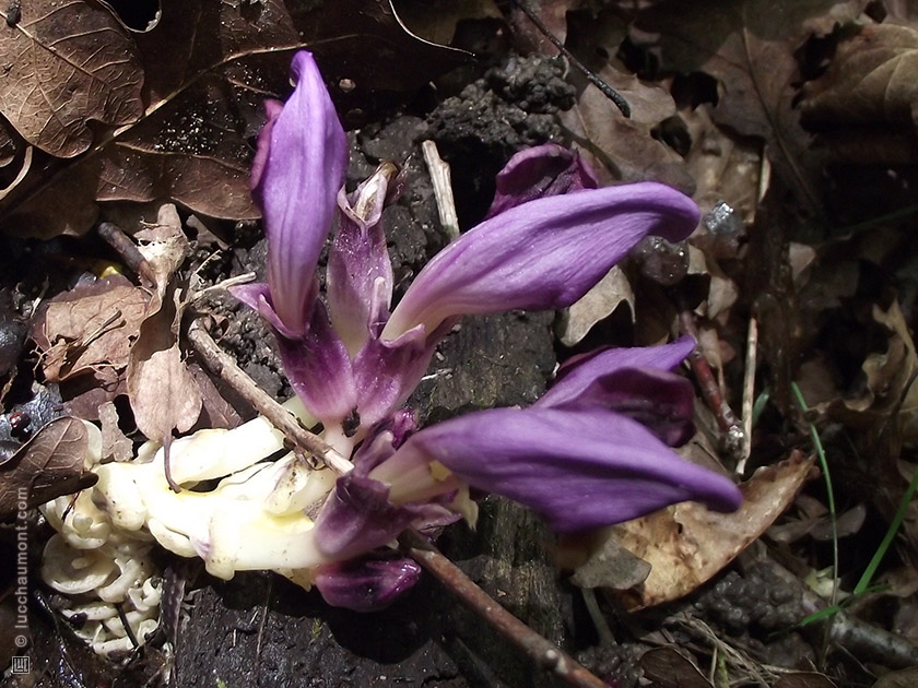 Lathrée clandestine