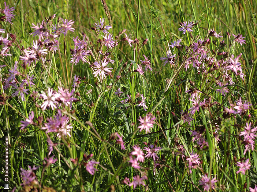 Lychnis fleur de coucou