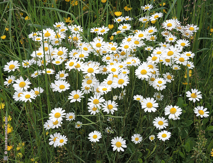 Marguerite commune
