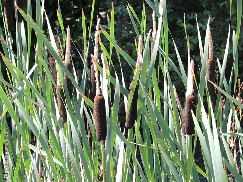 Massette, ou Typha