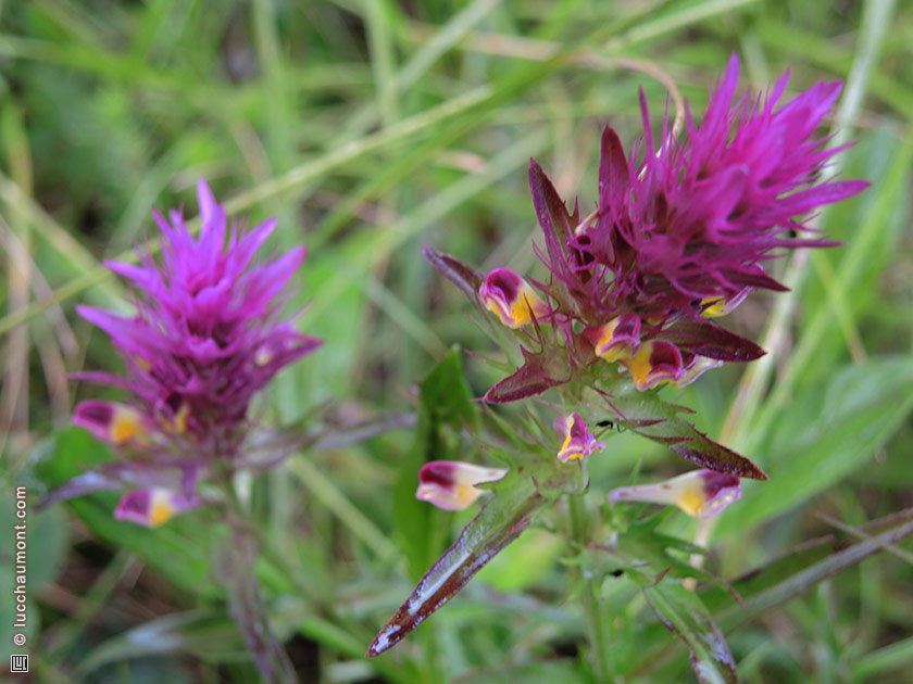 Mélampyre des champs