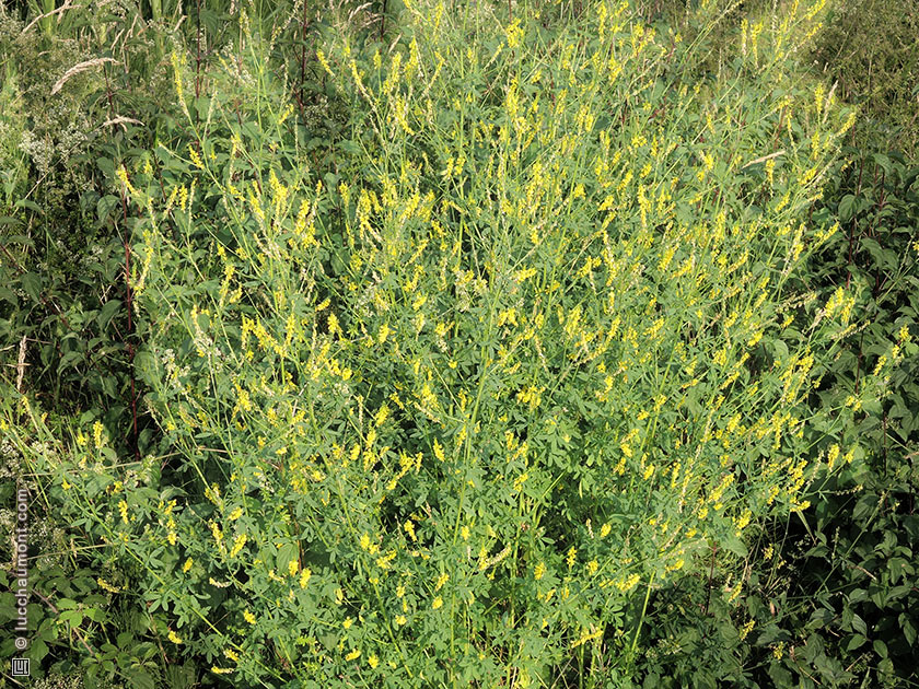 Mélilot officinal