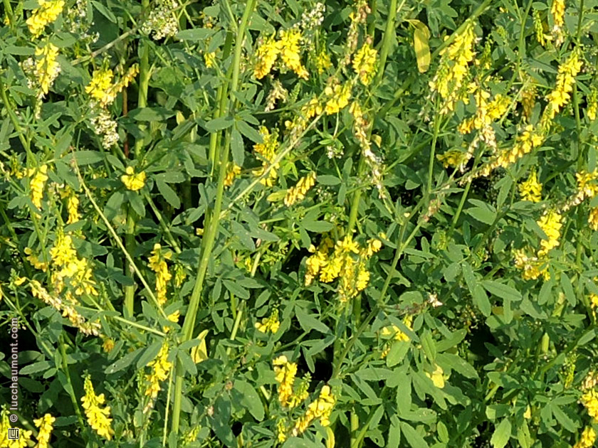 Mélilot officinal