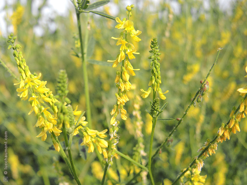 Mélilot officinal