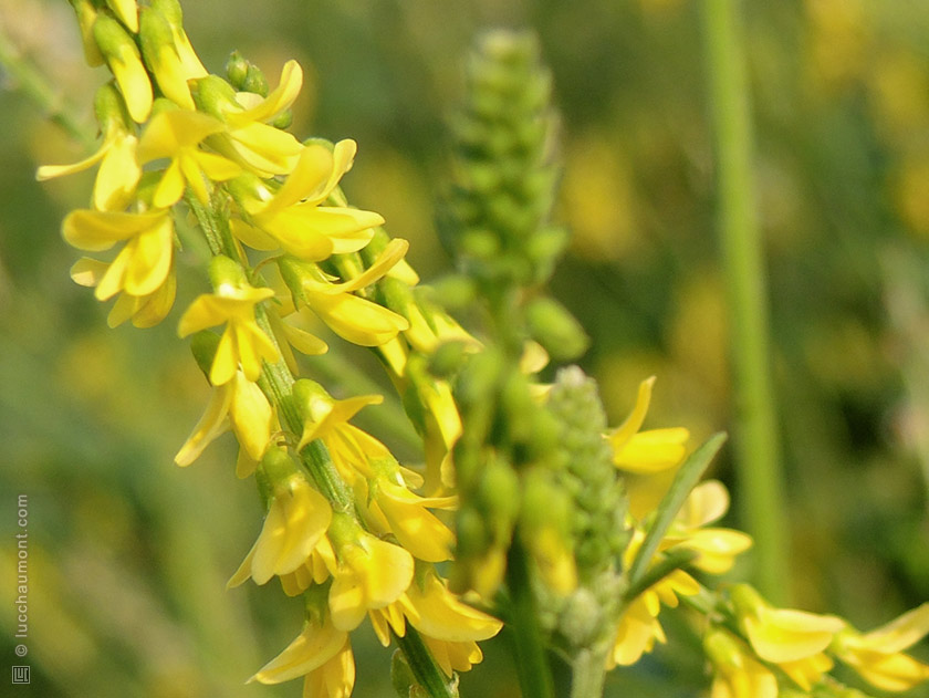Mélilot officinal