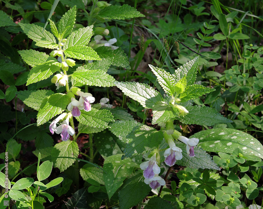 Mélitte à feuilles de mélisse