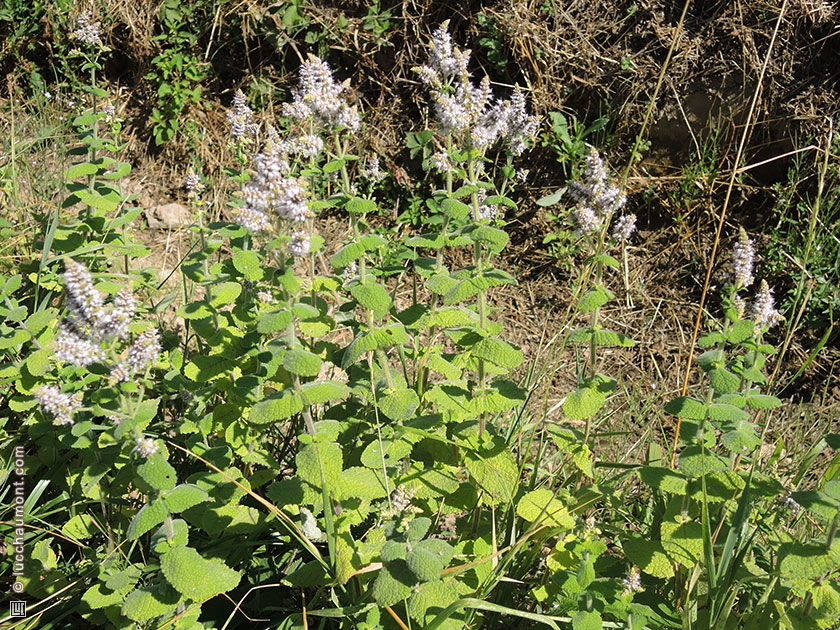 Menthe sylvestre