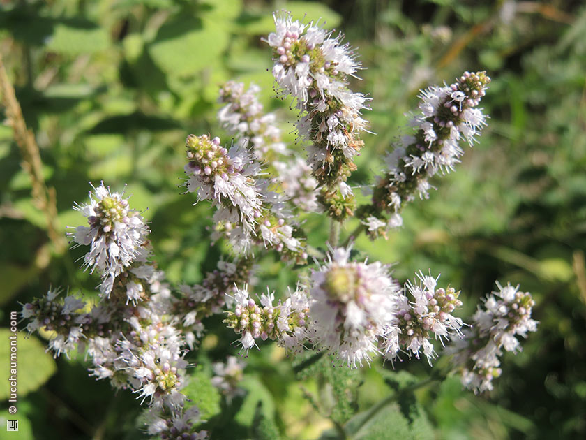 Menthe sylvestre