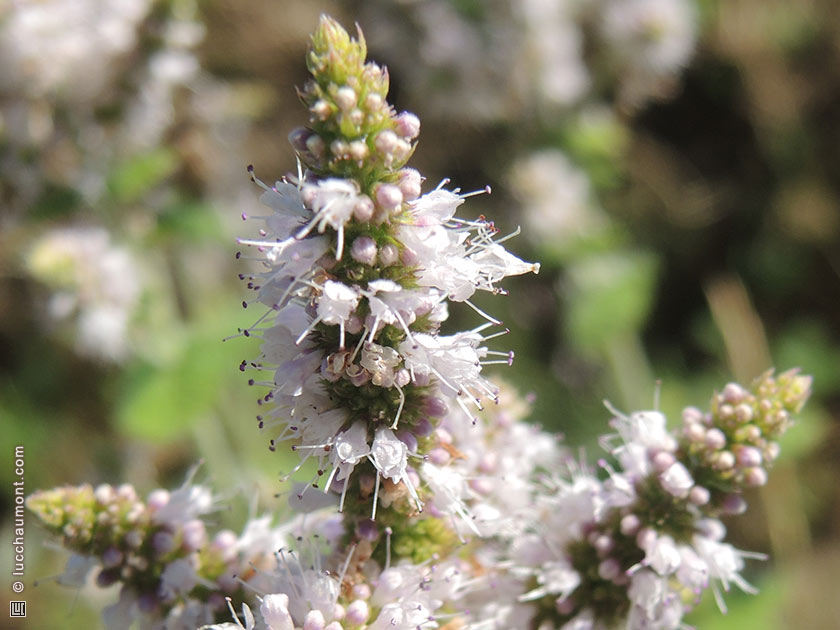 Menthe sylvestre