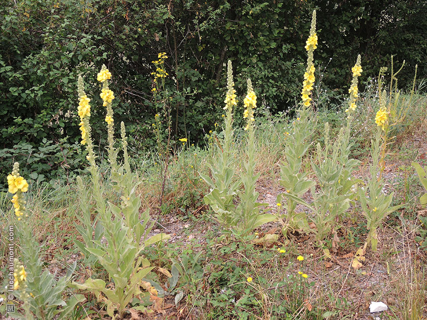 Bouillon blanc, ou Molène