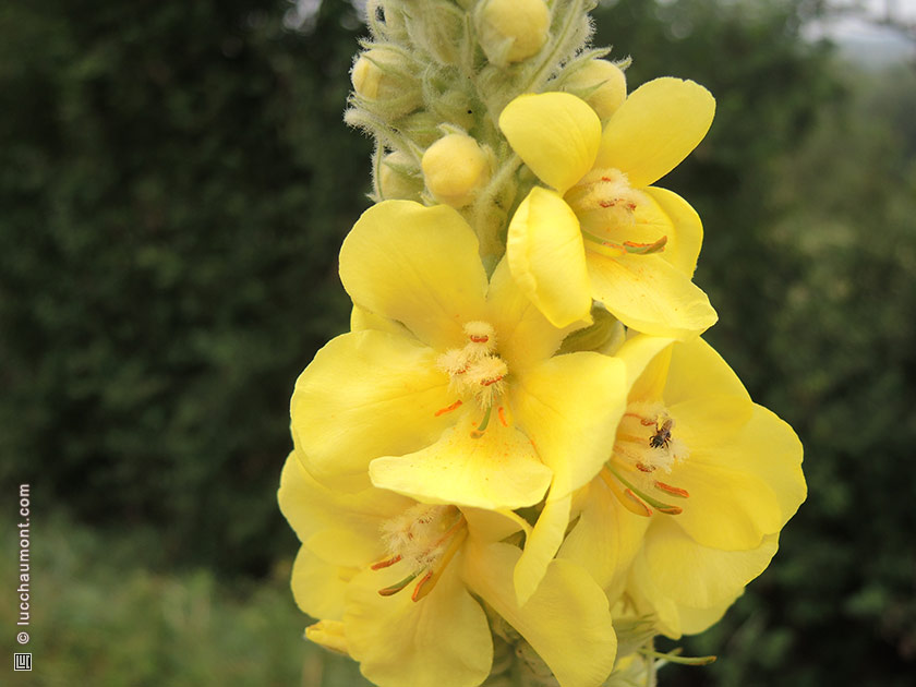 Bouillon blanc, ou Molène