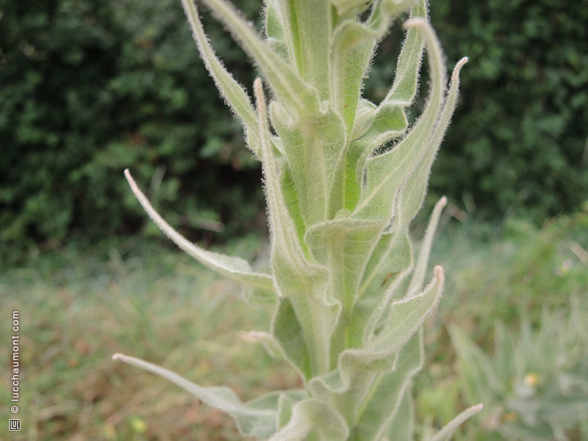 Bouillon blanc, ou Molène