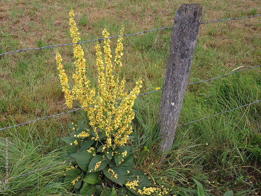 Molène pulvérulente