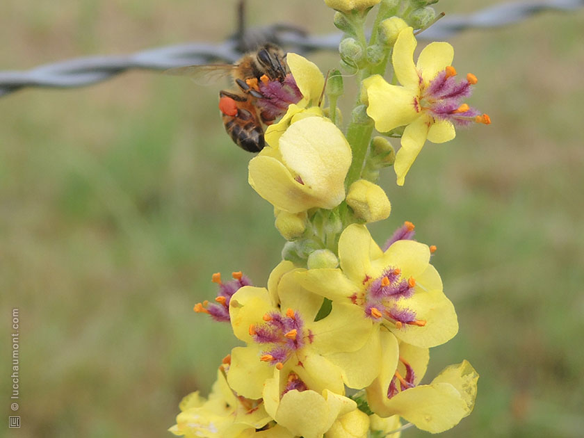 Molène pulvérulente
