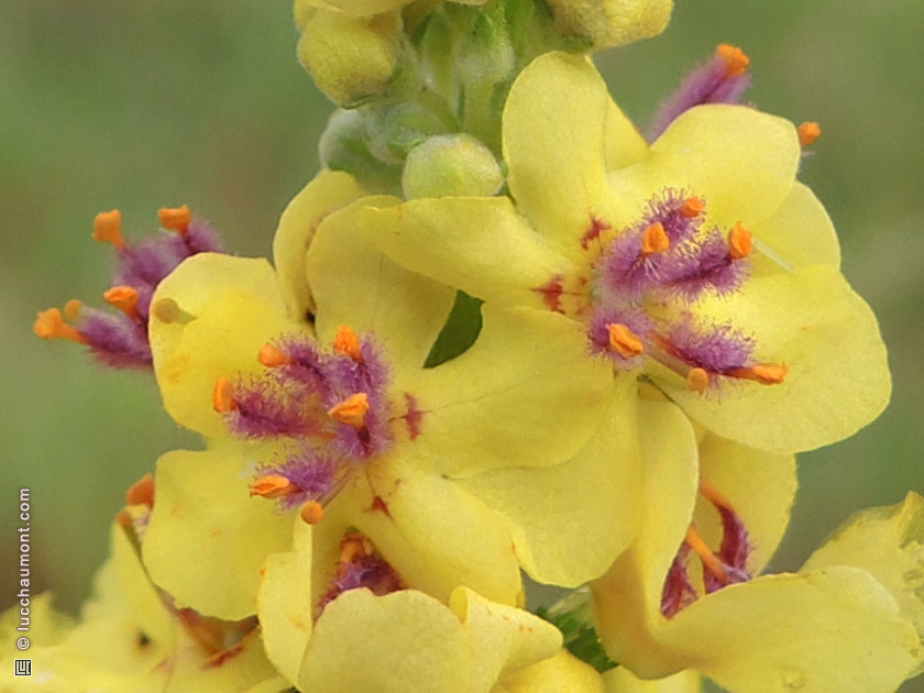 Molène pulvérulente