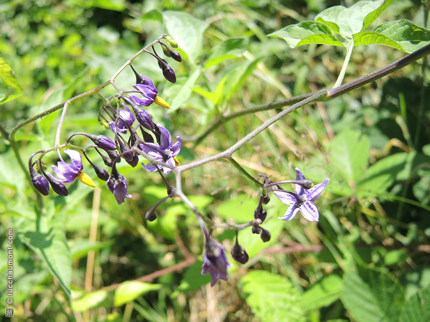 Morelle douce-amère
