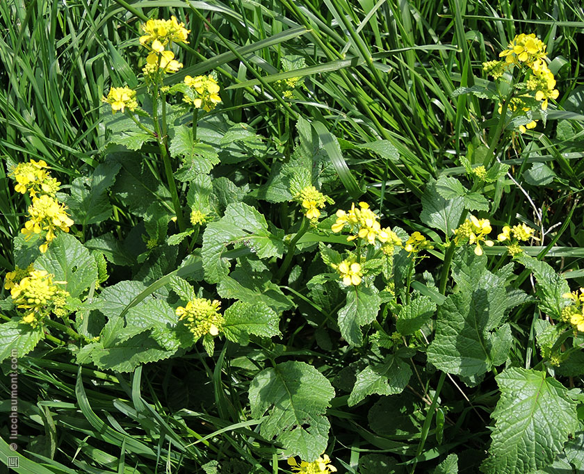 Moutarde des champs