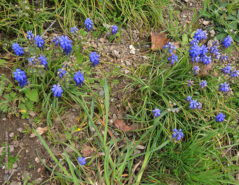 Muscari à grappe