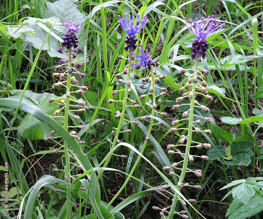 Muscari à toupet