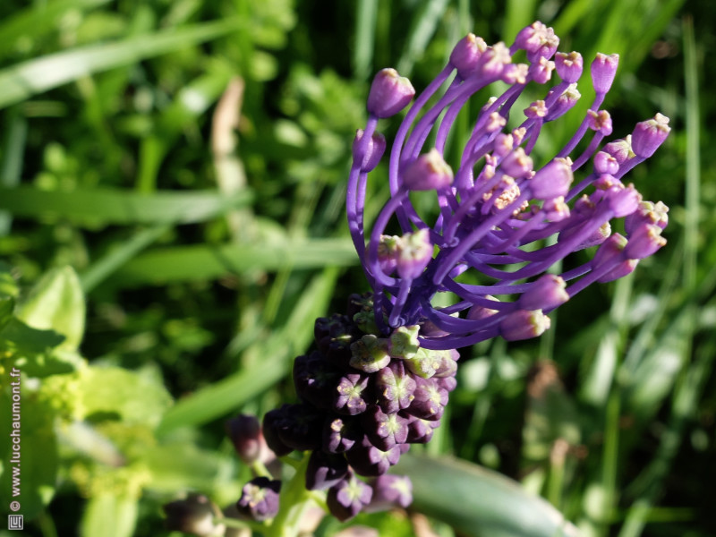 Muscari à toupet