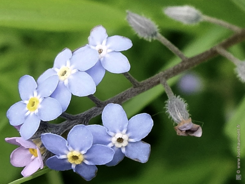 Myosotis
