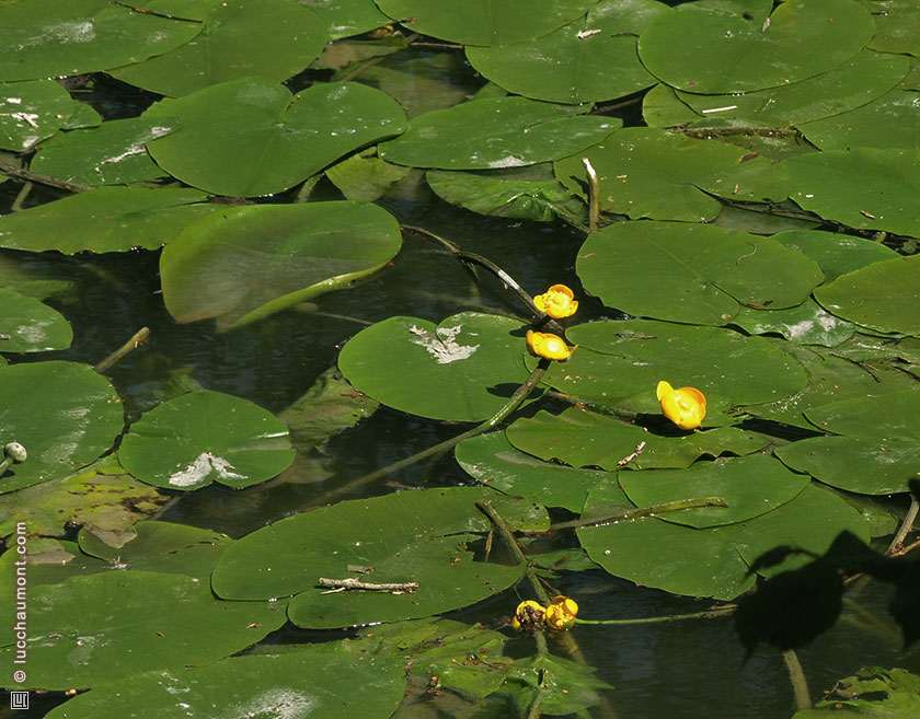 Nénuphar jaune