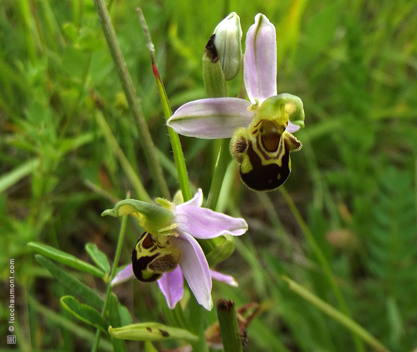 Ophrys abeille