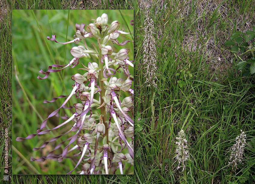 Orchis bouc