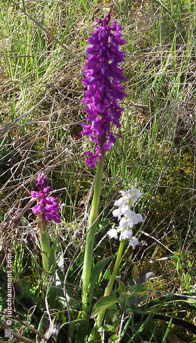 Orchis mascula
