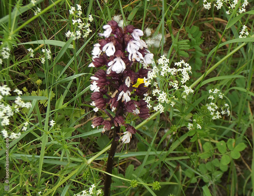 Orchis pourpre