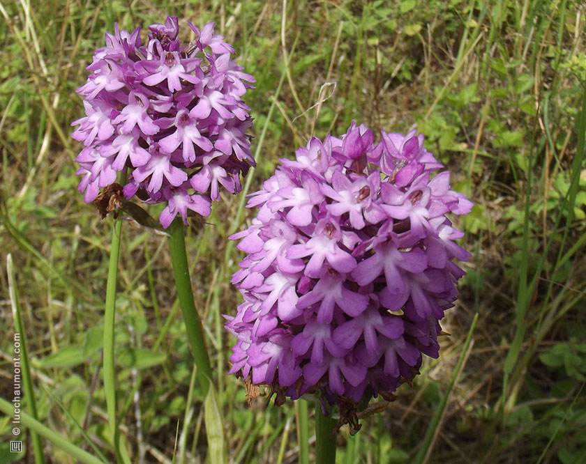 Orchis pyramidal