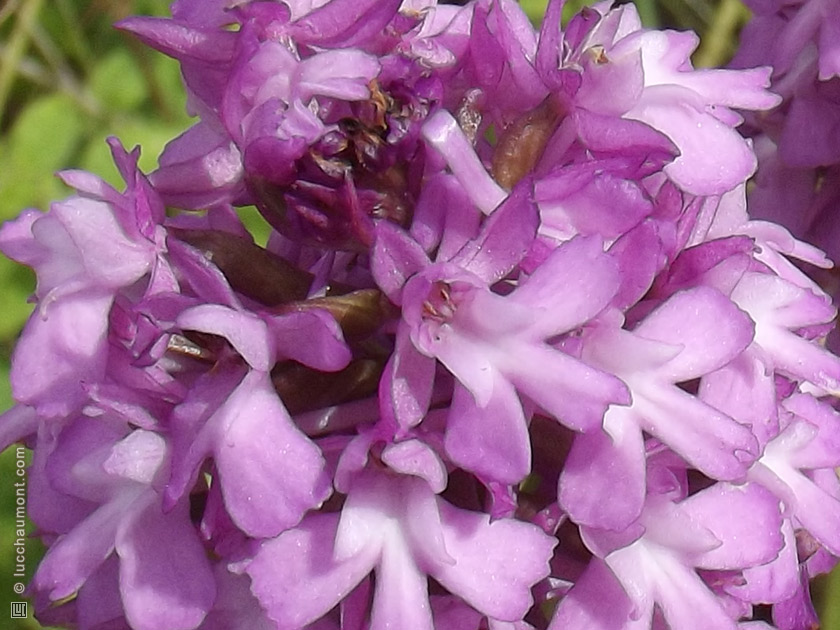 Orchis pyramidal
