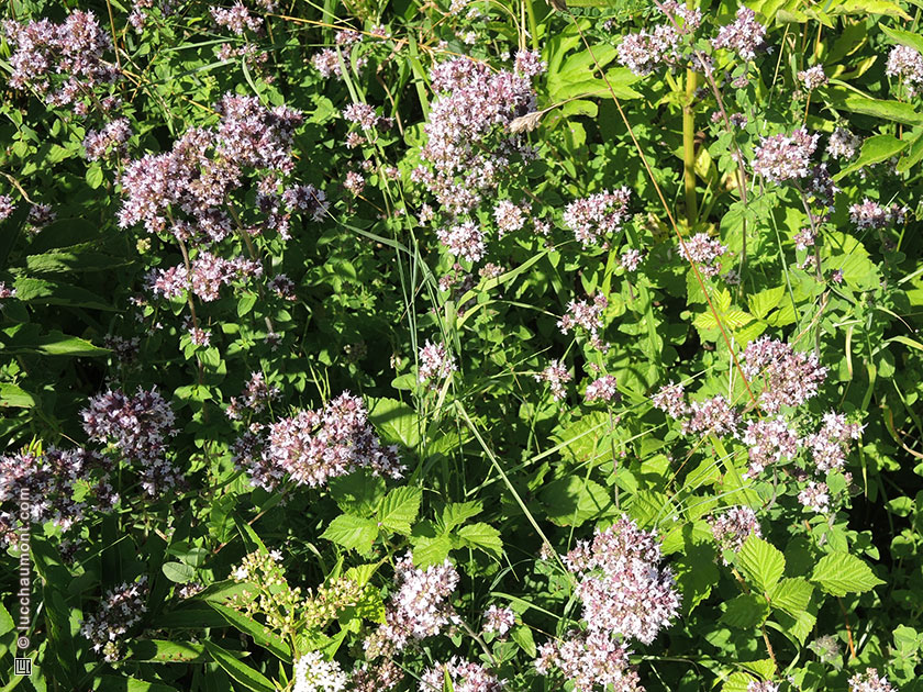 Origan, ou Marjolaine