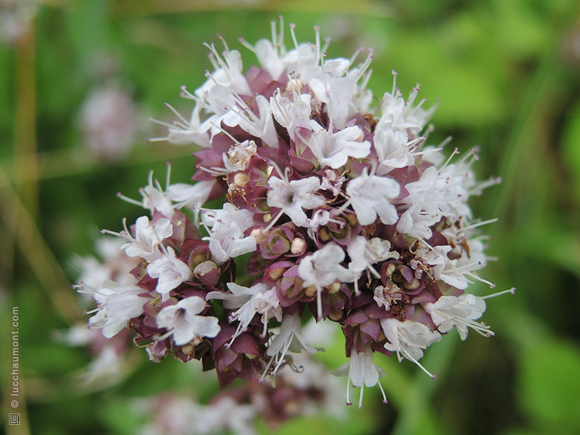 Origan, ou Marjolaine